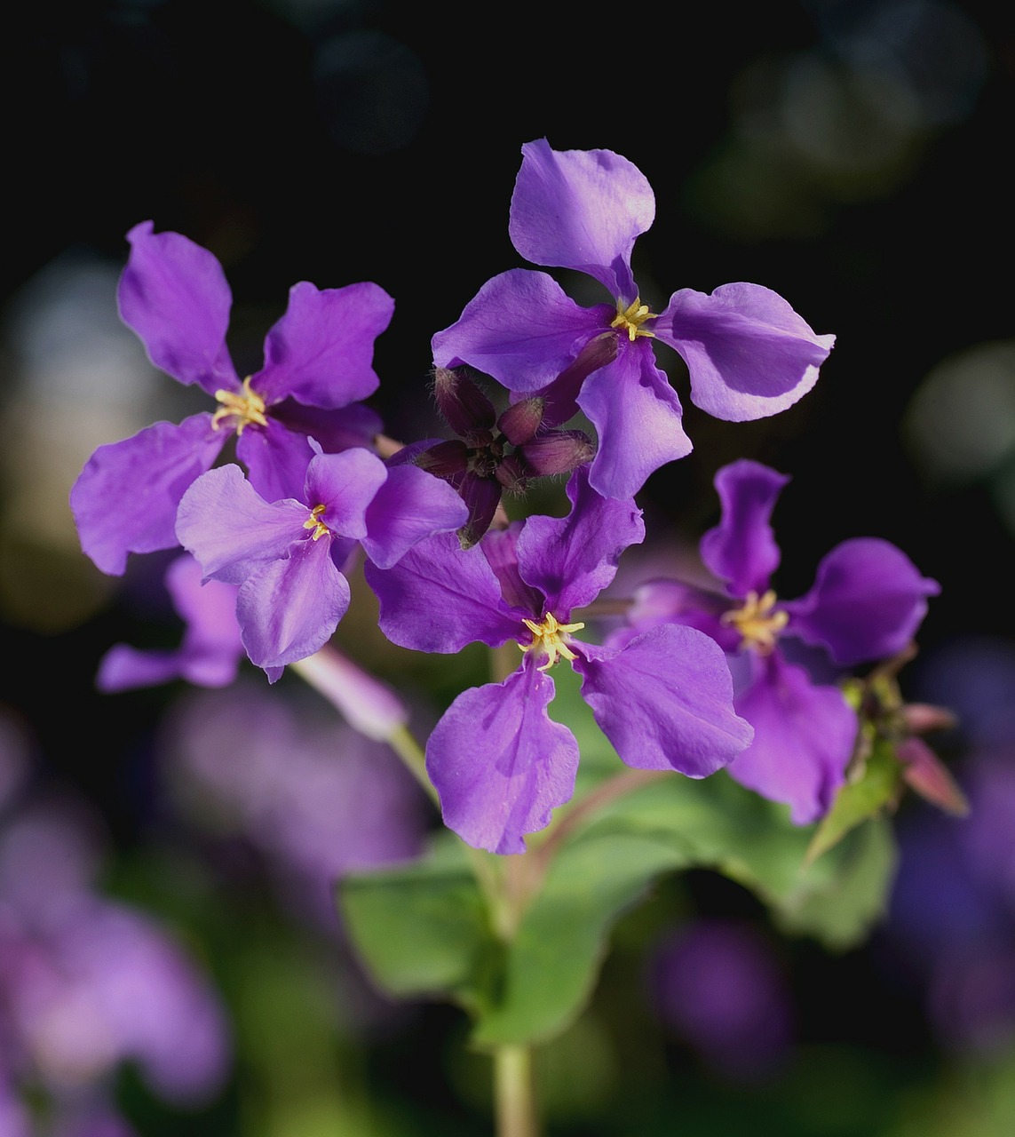 Kresas, Orichophragmus Violaceus, Gėlė, Žiedas, Žydėti, Violetinė, Violetinė, Nemokamos Nuotraukos,  Nemokama Licenzija