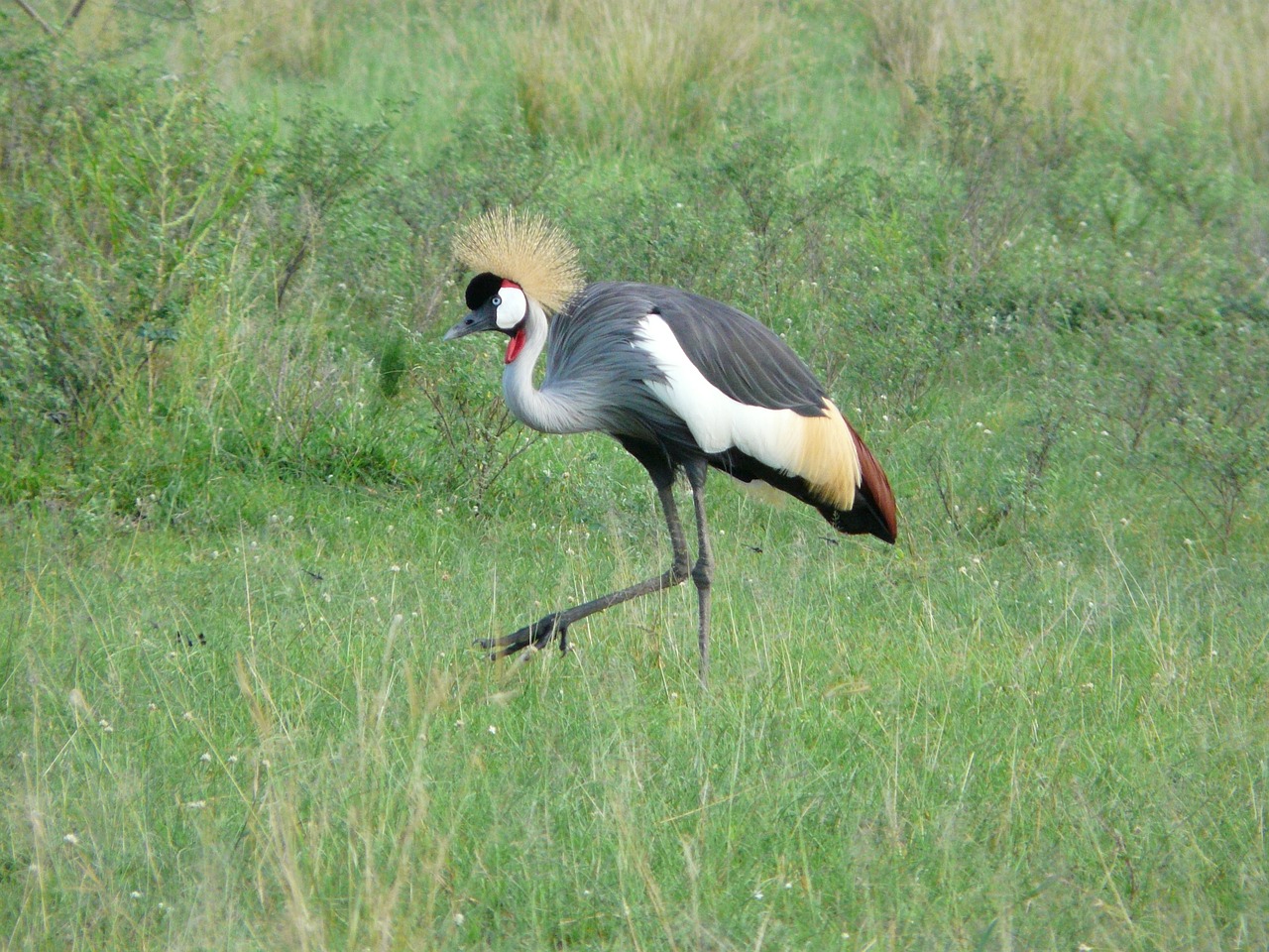 Crested, Kranas, Uganda, Paukštis, Afrikos, Laukinė Gamta, Nemokamos Nuotraukos,  Nemokama Licenzija