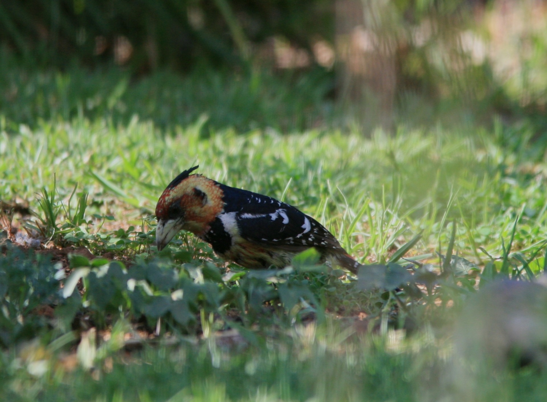 Paukštis,  Barbet,  Crested,  Juoda,  Balta,  Rudos Spalvos,  Naršymas,  Gurmaniškas Kirvis Sode, Nemokamos Nuotraukos,  Nemokama Licenzija