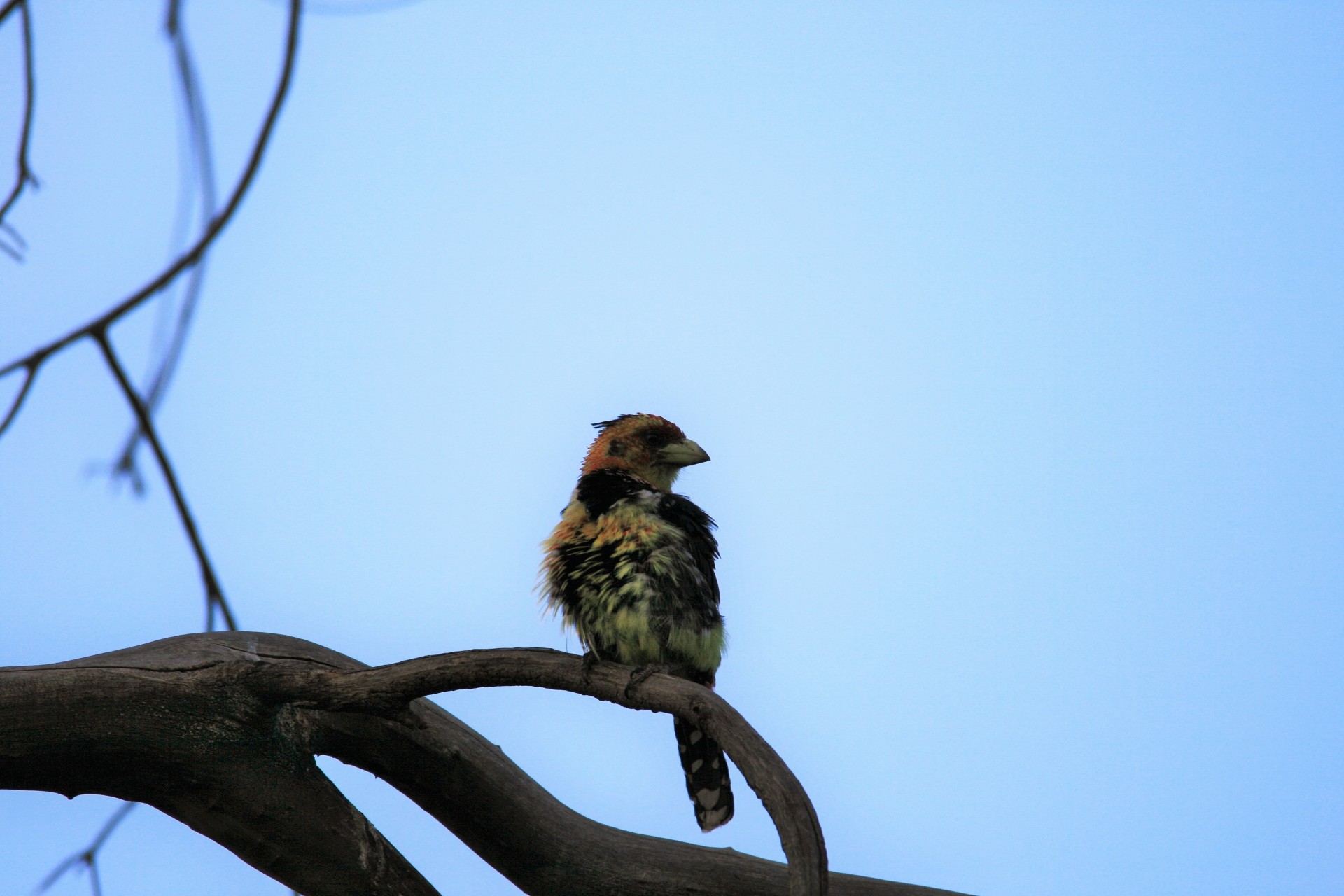 Paukštis,  Barbet,  Crested,  Juoda,  Balta,  Rudos Spalvos,  Sustingęs,  Medis,  Šašlykinis Kirvis Ant Šakos, Nemokamos Nuotraukos