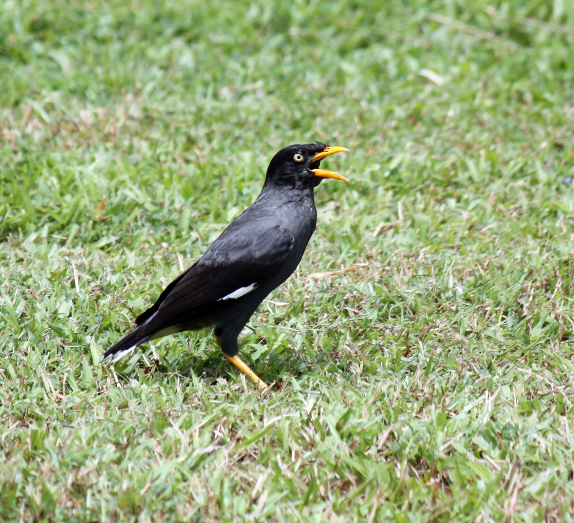 Crested & Nbsp,  Myna & Nbsp,  Fotografuotas Iš & Nbsp,  Singapore,  Žolė,  Crested Myna Nušautas Iš Singapūro, Nemokamos Nuotraukos,  Nemokama Licenzija