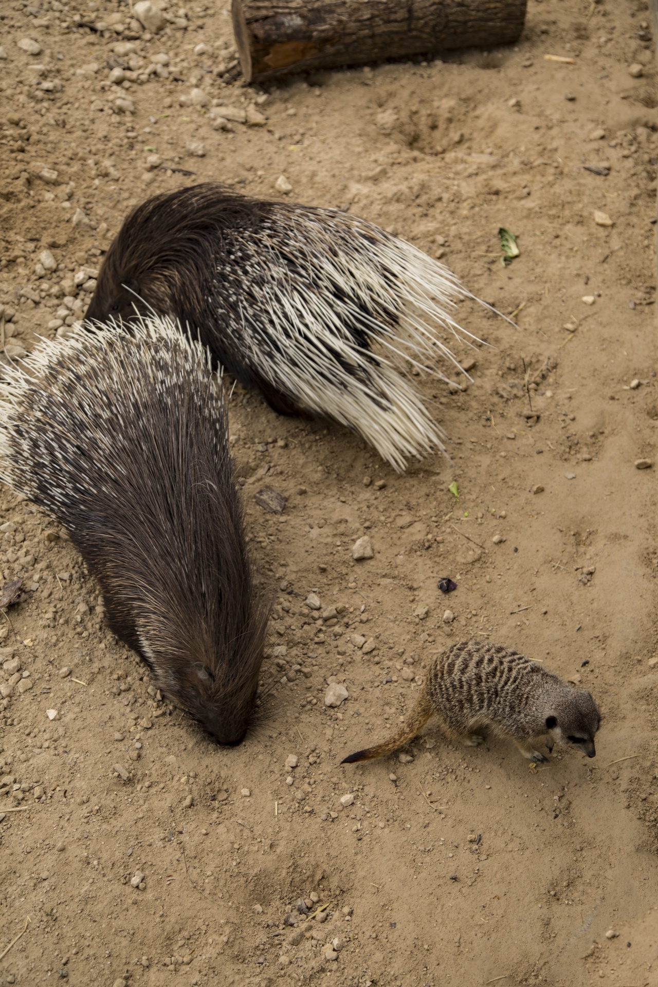 Afrikos,  Afrika,  Crested,  Kiaukutė,  Cristata,  Hystrix,  Balta,  Lauke,  Gamta,  Lauke