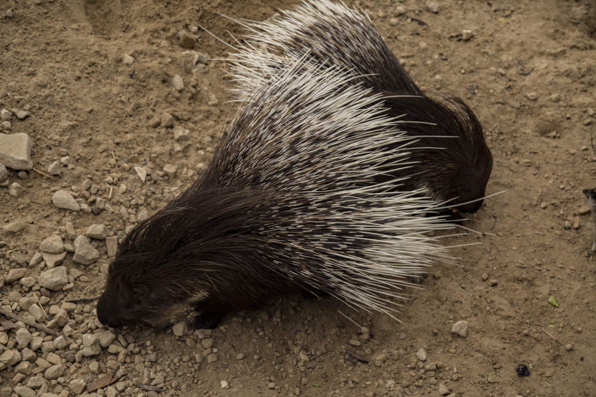 Afrikos,  Afrika,  Crested,  Kiaukutė,  Cristata,  Hystrix,  Balta,  Lauke,  Gamta,  Lauke