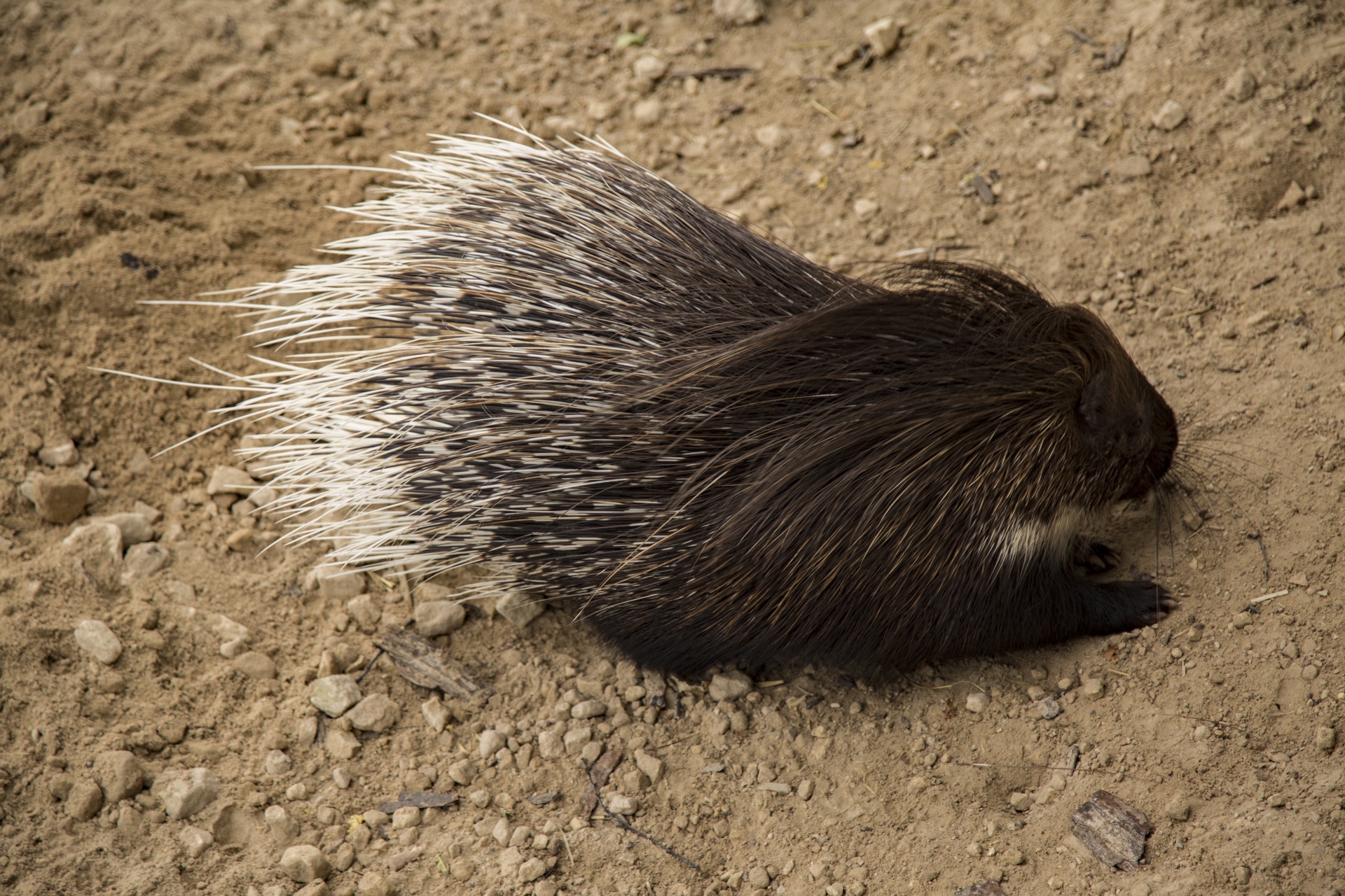 Afrikos,  Afrika,  Crested,  Kiaukutė,  Cristata,  Hystrix,  Balta,  Lauke,  Gamta,  Lauke