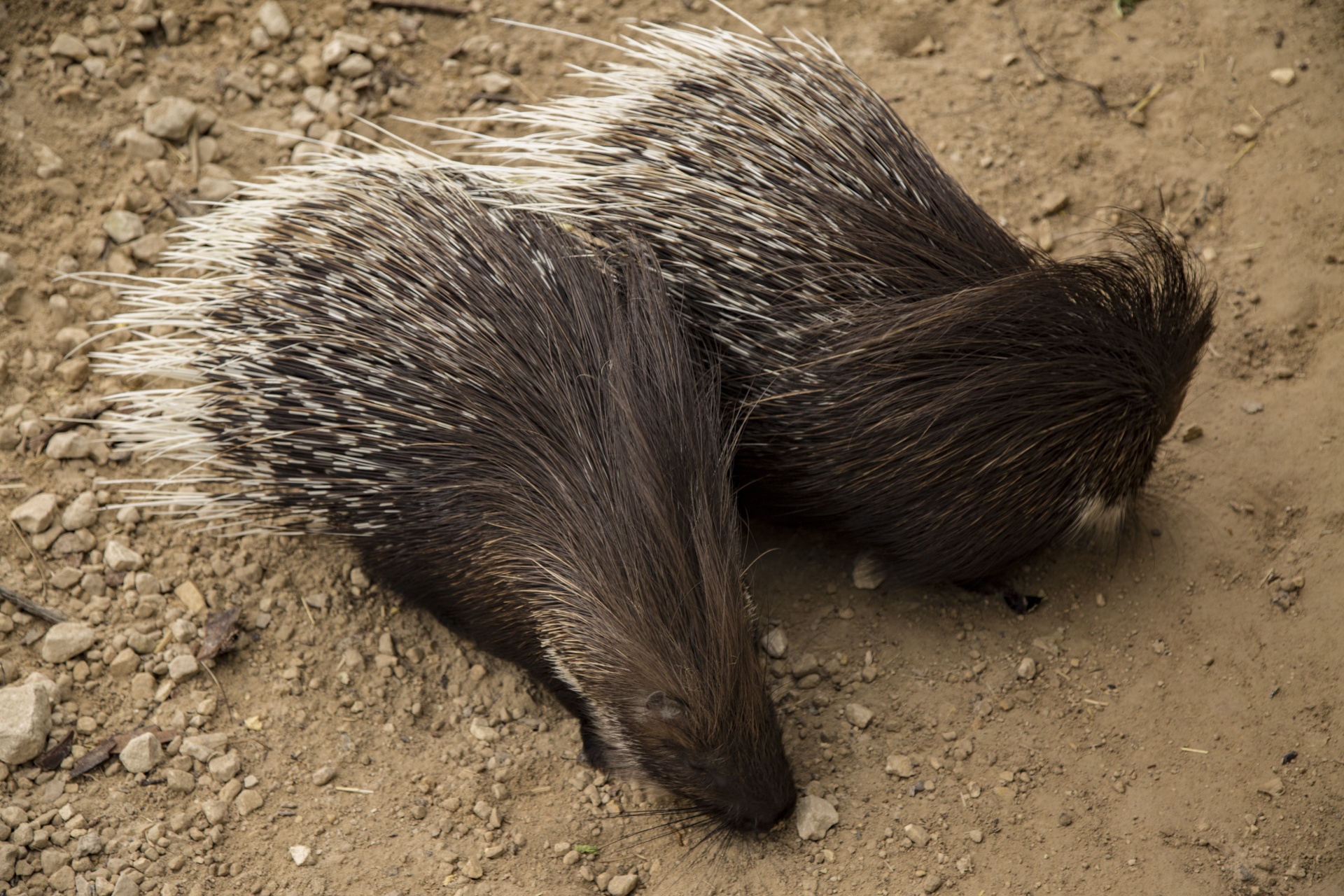 Afrikos,  Afrika,  Crested,  Kiaukutė,  Cristata,  Hystrix,  Balta,  Lauke,  Gamta,  Lauke