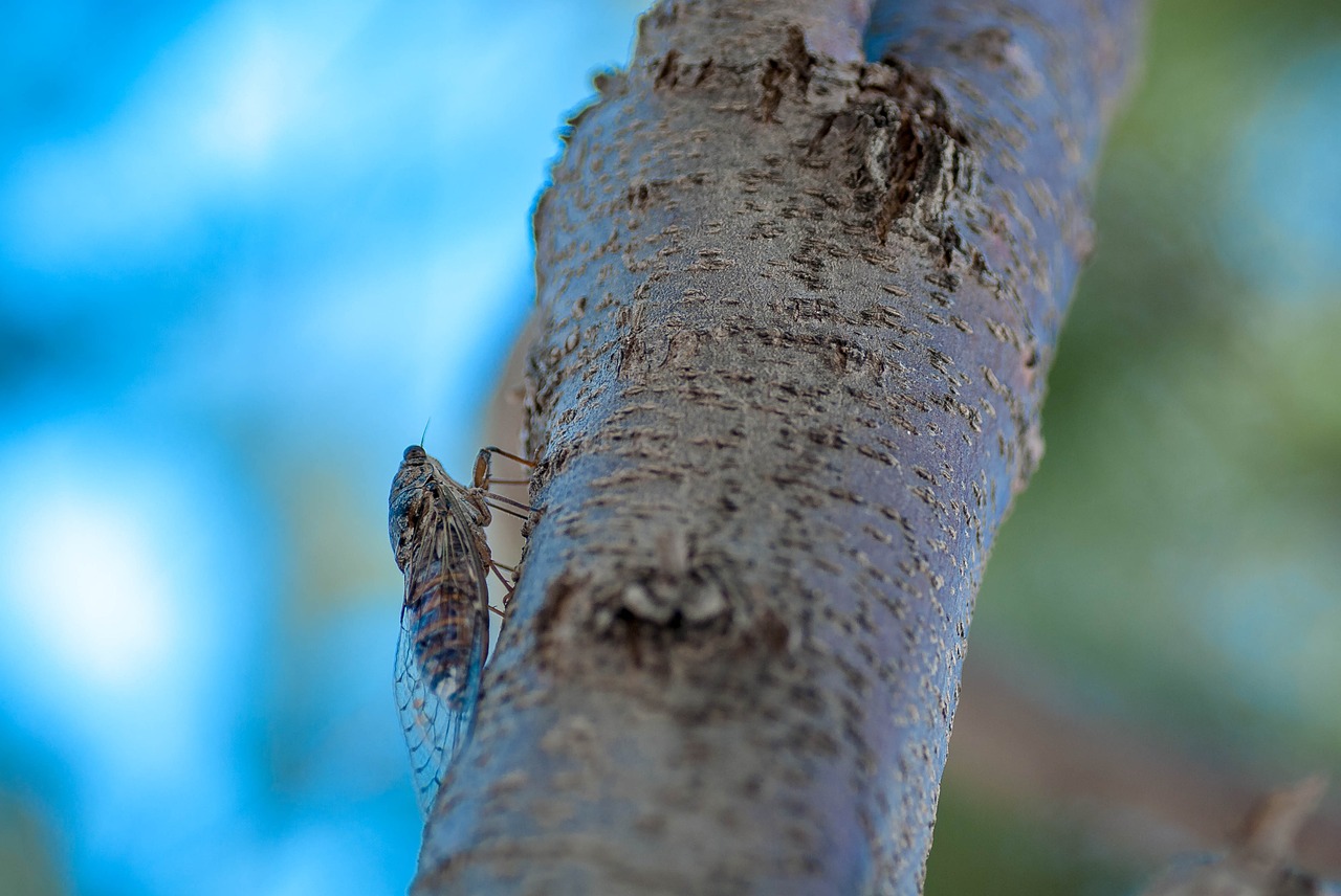 Crete, Plakias, Jūra, Spalva, Vanduo, Gamta, Vabzdys, Cicada, Nemokamos Nuotraukos,  Nemokama Licenzija