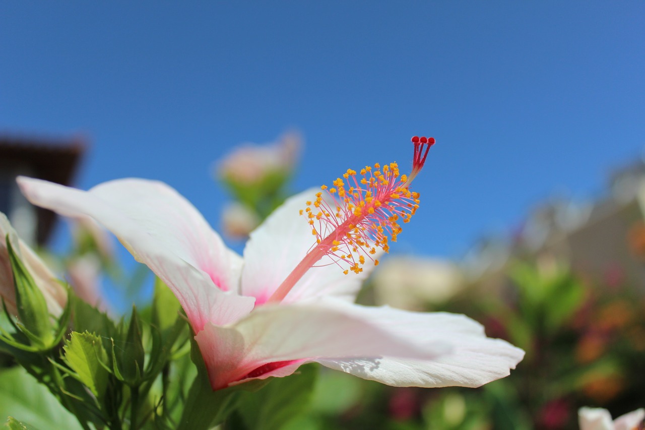 Crete, Vasara, Graikija, Gamta, Sala, Atostogos, Gėlė, Hibiscus, Kelionė, Nemokamos Nuotraukos