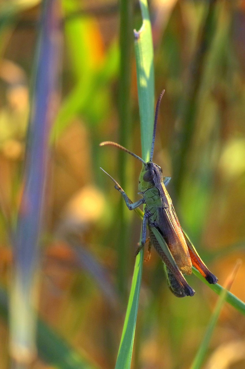 Kriketas, Tettigonia Viridissima, Vabzdys, Makro, Vabalas, Gamta, Kirminas, Sparnai, Žolė, Nemokamos Nuotraukos