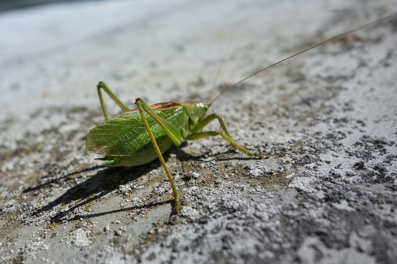 Kriketas, Gamta, Gyvūnas, Laukinė Gamta, Vabzdys, Laukiniai, Žalias, Fauna, Gyvenimas, Lauke