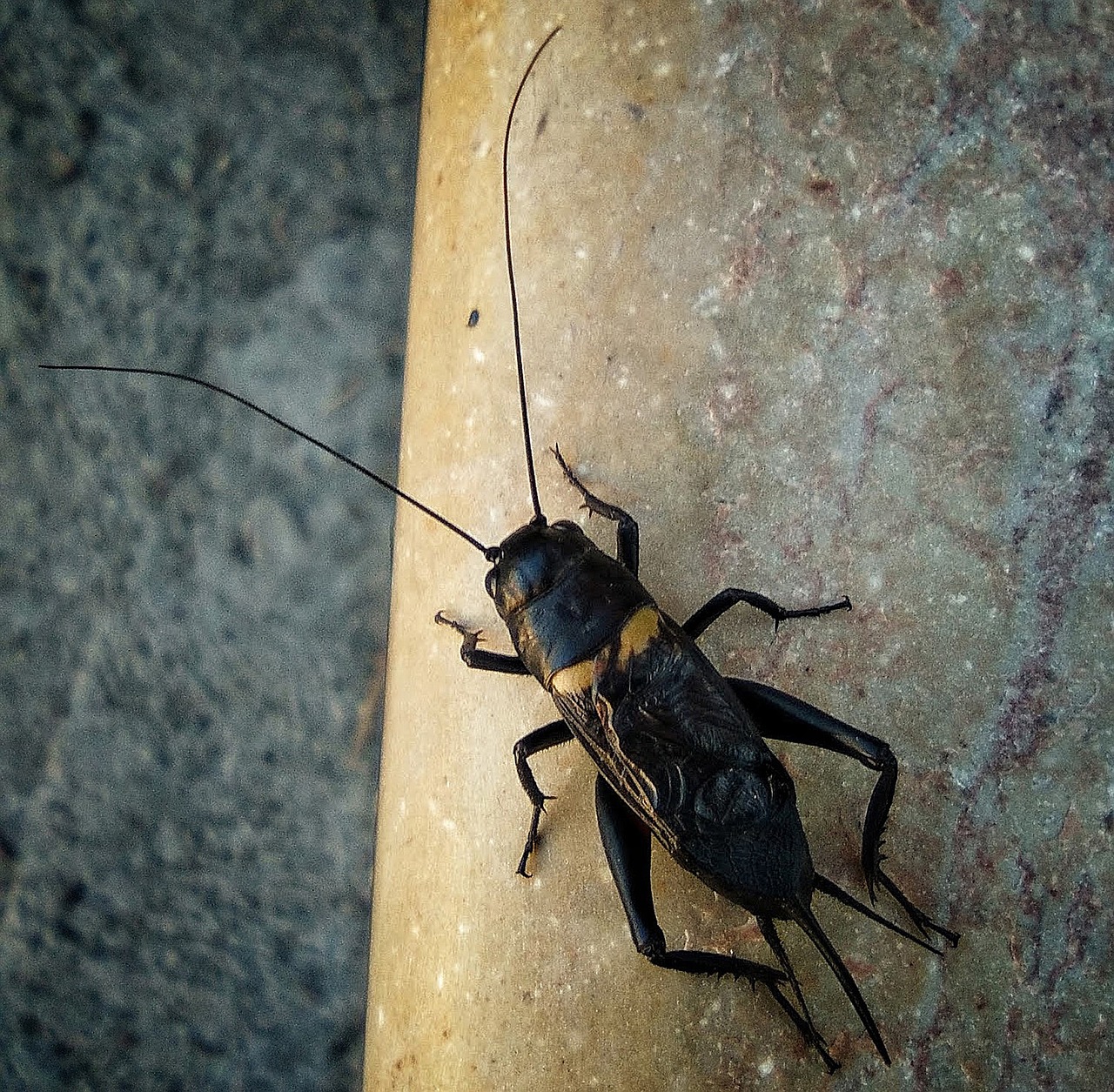 Kriketas, Vabzdys, Dainuojantis Kriketas, Vasara, Gamta, Makro, Nemokamos Nuotraukos,  Nemokama Licenzija