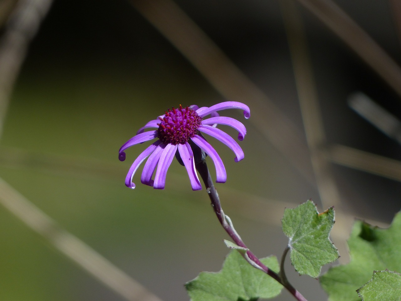 Crimson Cinerarie, Žiedas, Žydėti, Violetinė, Pericallis Cruenta, Cineraria, Perikalis, Gėlė, Augalas, Nemokamos Nuotraukos