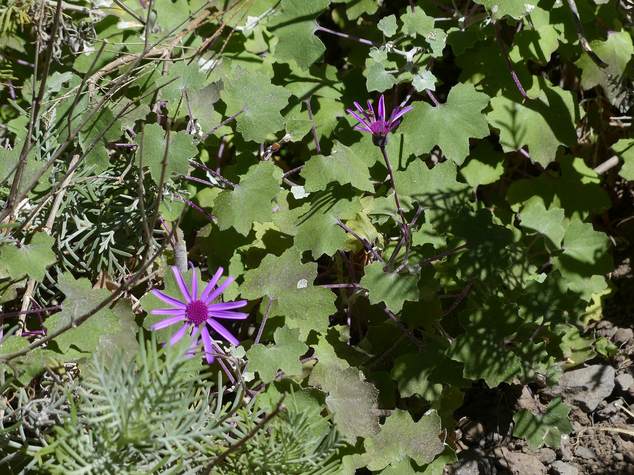 Crimson Cinerarie, Žiedas, Žydėti, Violetinė, Pericallis Cruenta, Cineraria, Perikalis, Gėlė, Augalas, Nemokamos Nuotraukos