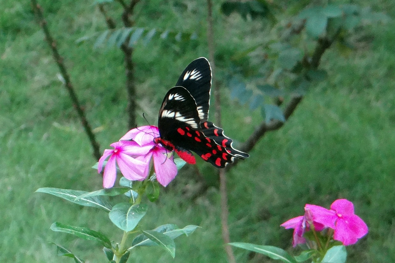 Tamsiai Raudona Rožė, Drugelis, Pachliopta Hector, Swallowtail Drugelis, Dharwad, Indija, Nemokamos Nuotraukos,  Nemokama Licenzija