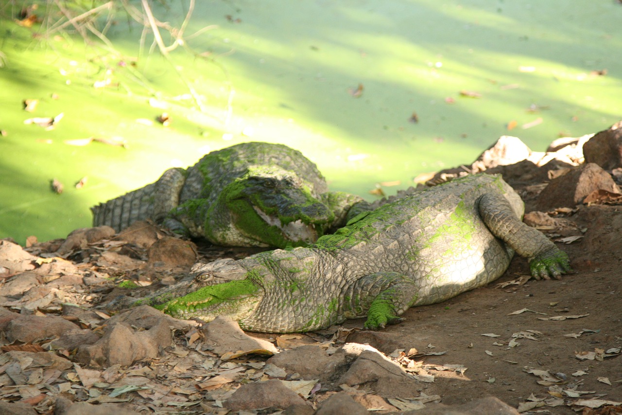 Krokodilas, Gamta, Vanduo, Žalias, Nemokamos Nuotraukos,  Nemokama Licenzija