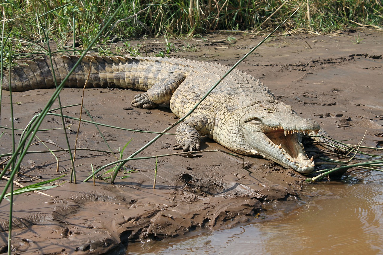 Krokodilas, Ežeras, Chamo, Etiopija, Nemokamos Nuotraukos,  Nemokama Licenzija