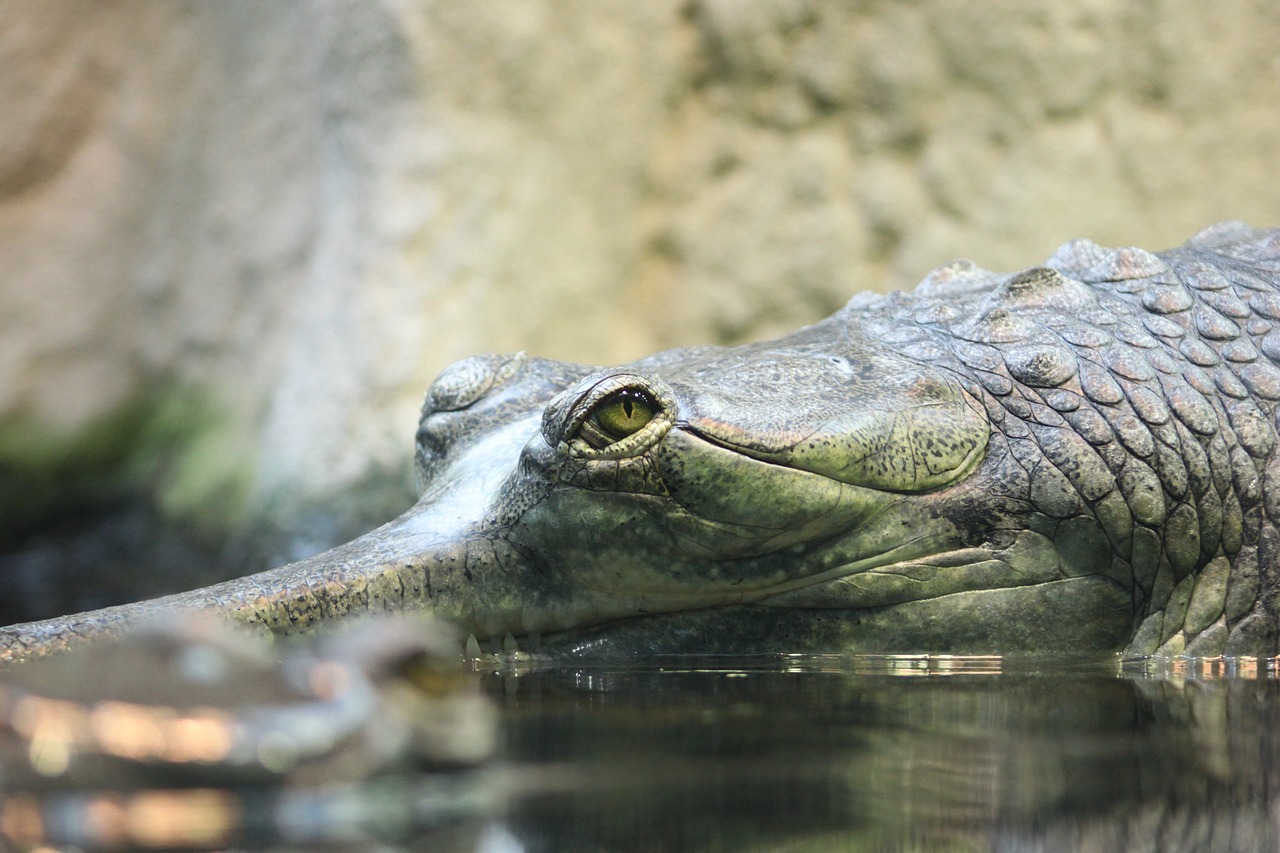 Krokodilas, Gamta, Gyvūnai, Gyvoji Gamta, Zoologijos Sodas, Nemokamos Nuotraukos,  Nemokama Licenzija