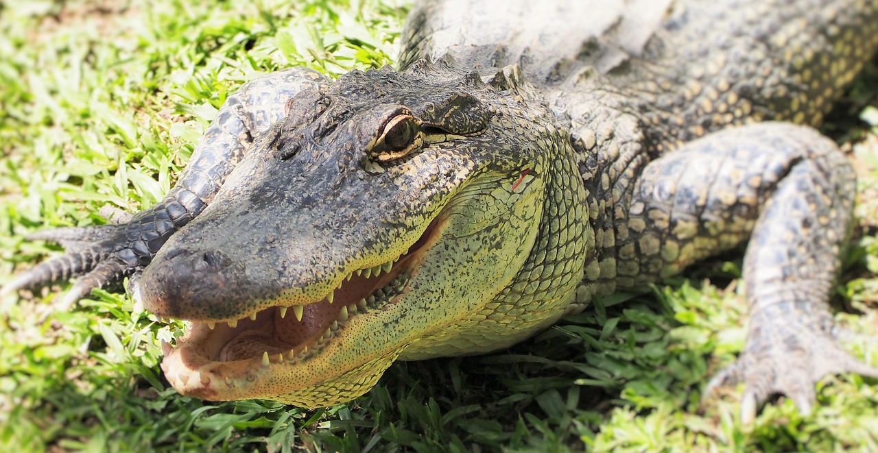 Krokodilas, Croc, Australia, Zoologijos Sodas, Akis, Dantys, Nemokamos Nuotraukos,  Nemokama Licenzija