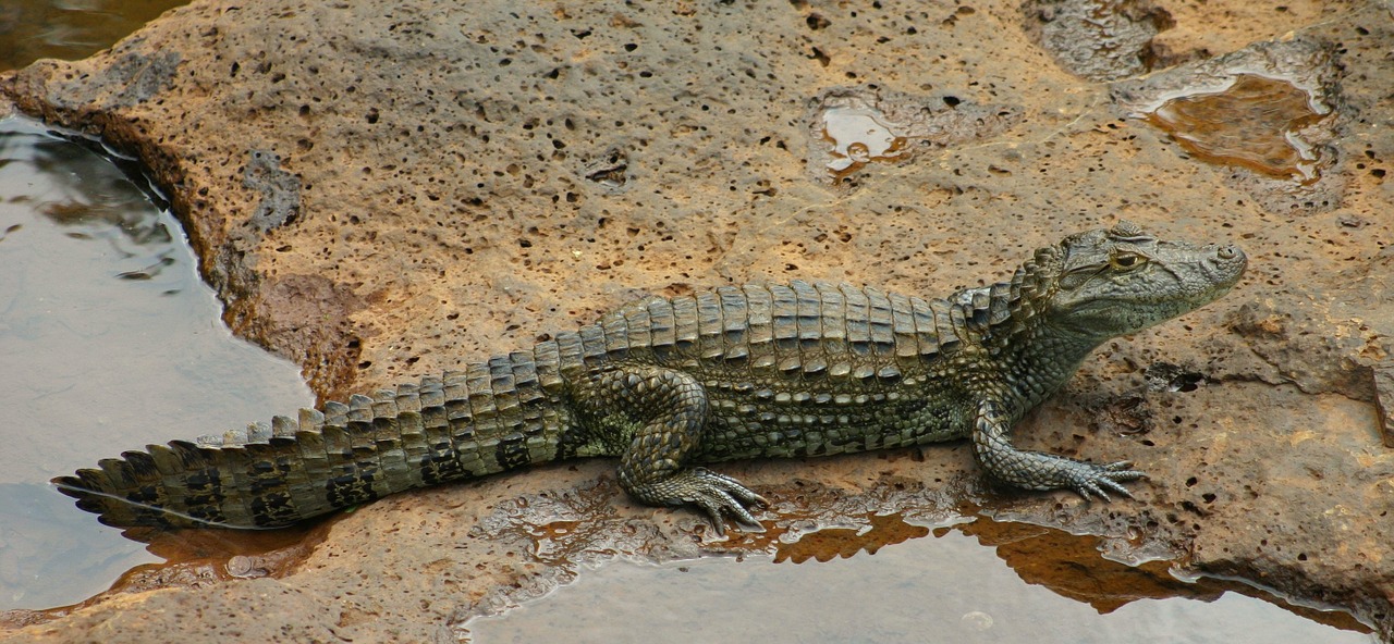 Krokodilas, Saurian, Ropliai, Tvenkinys, Nemokamos Nuotraukos,  Nemokama Licenzija