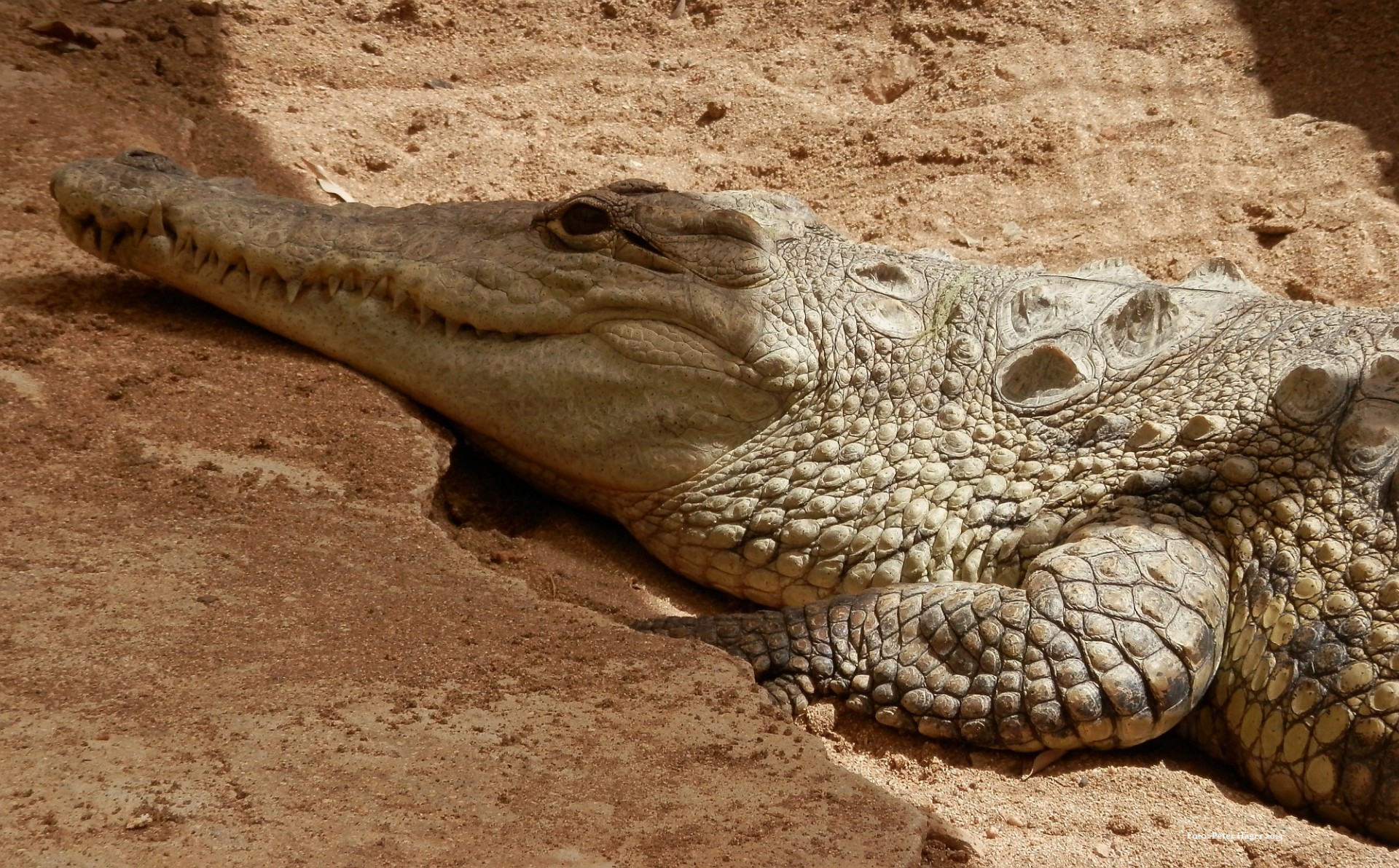 Krokodilas,  Kipras,  Krokodilas, Nemokamos Nuotraukos,  Nemokama Licenzija