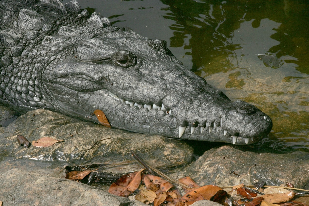 Krokodilas, Laukiniai, Gyvūnas, Amfibija, Drovus, Atsiminimai, Plėšrūnas, Dantys, Žandikauliai, Akys