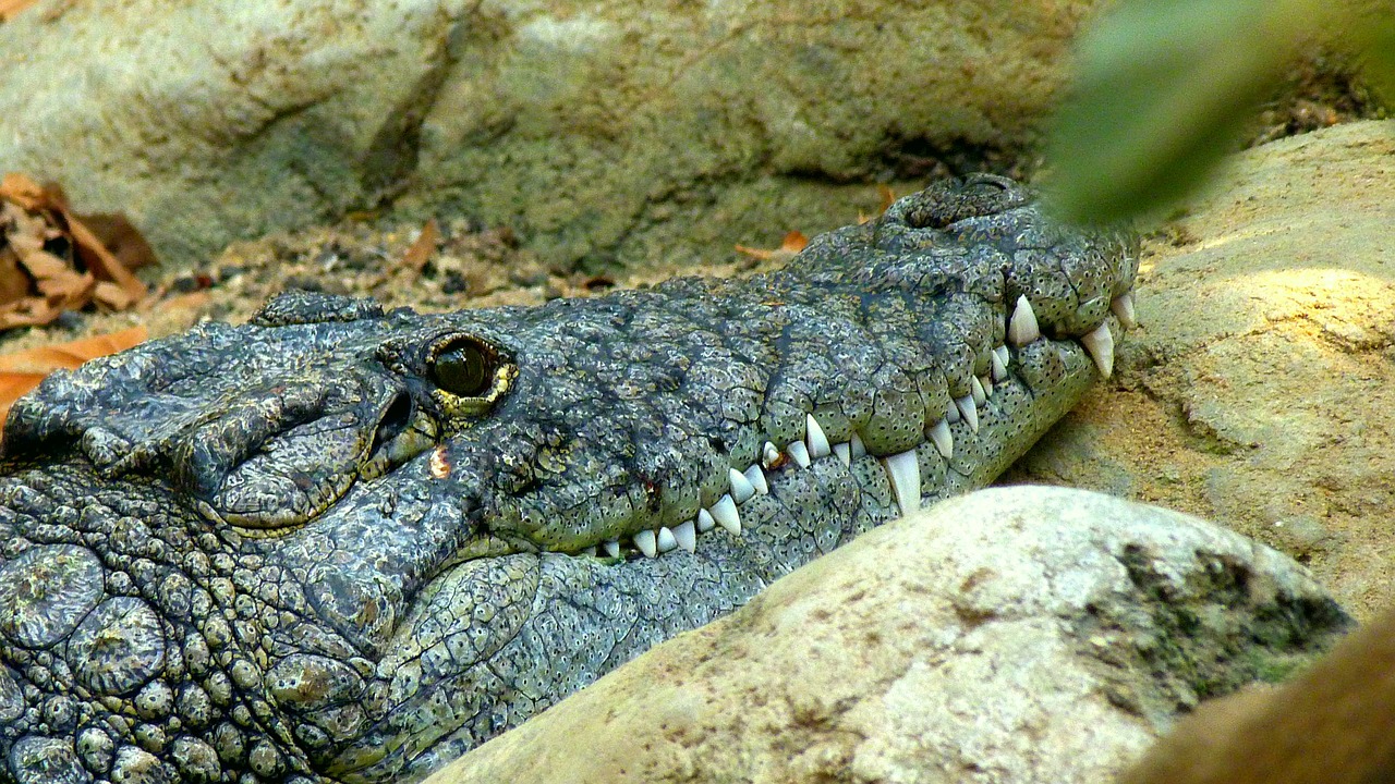 Krokodilas, Driežas, Plėšrūnas, Šaltakraujiniai Gyvūnai, Pavojingas, Nemokamos Nuotraukos,  Nemokama Licenzija