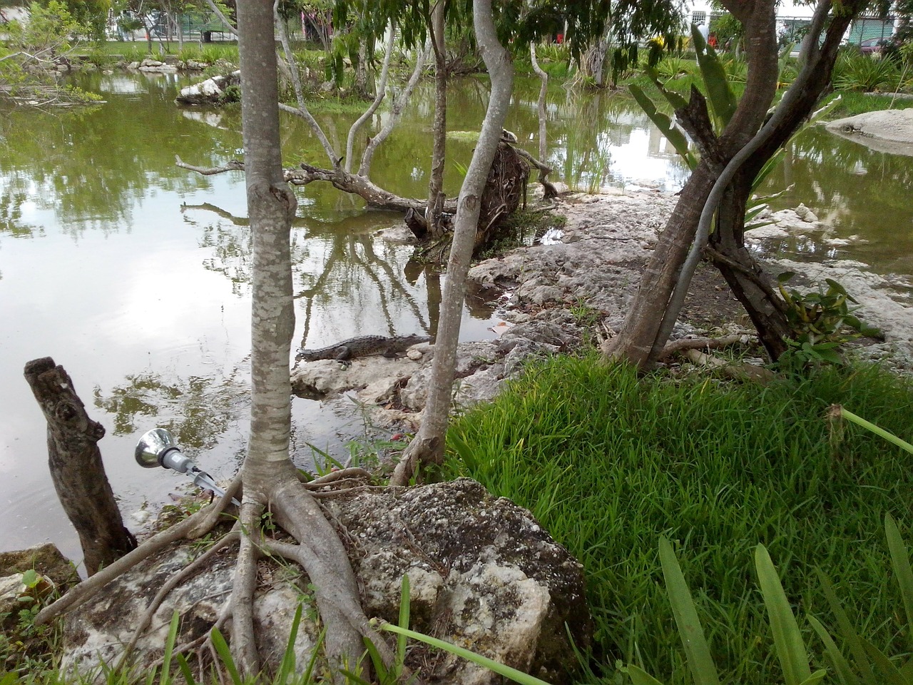 Krokodilas, Plėšrūnas, Gyvūnai, Jaunasis Krokodilas, Cancun, Karibų Jūros Universitetas, Nemokamos Nuotraukos,  Nemokama Licenzija