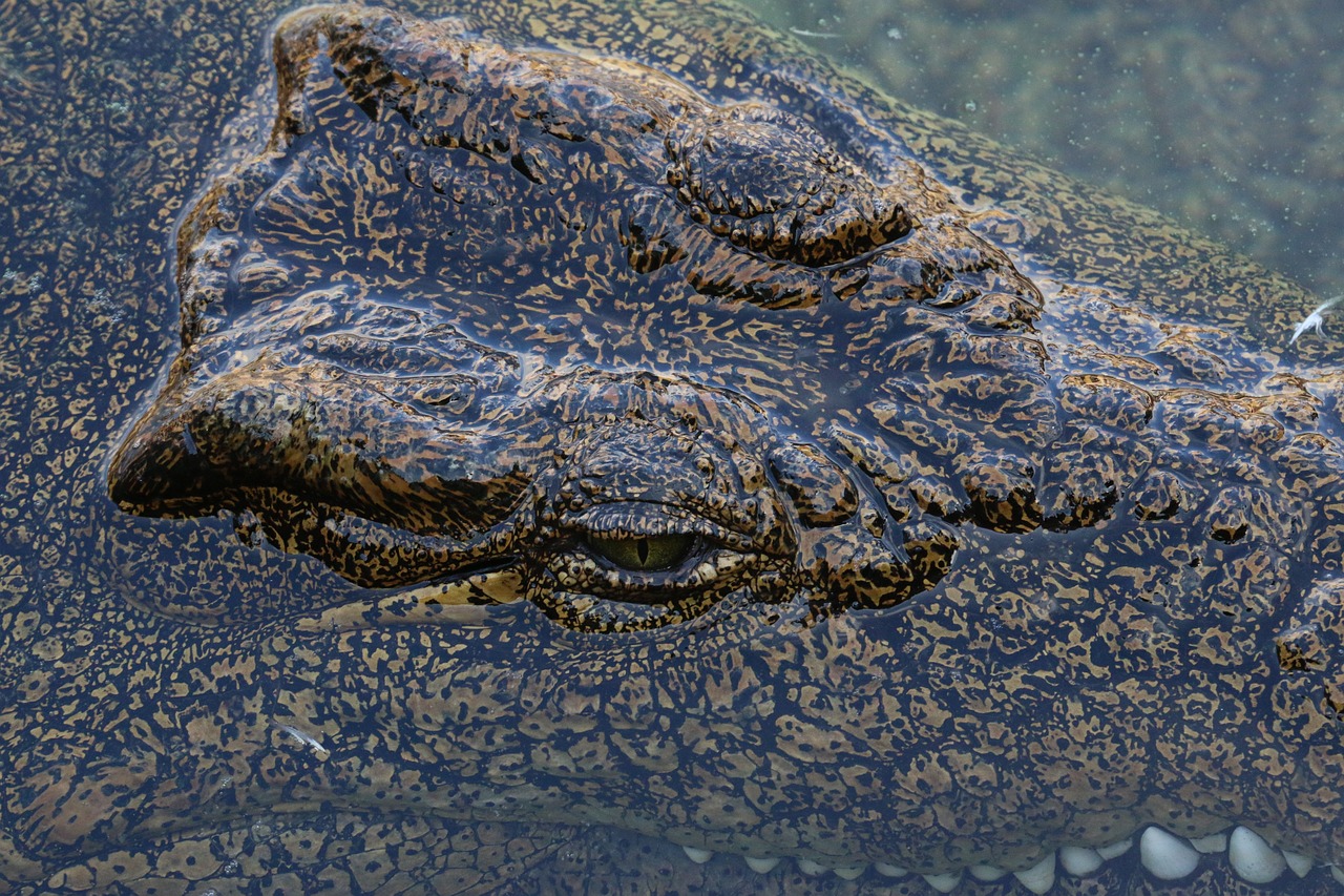 Krokodilas, Aligatorius, Zoologijos Sodas, Pavojingas, Plėšrūnas, Laukinė Gamta, Ropliai, Žandikauliai, Dantys, Galingas