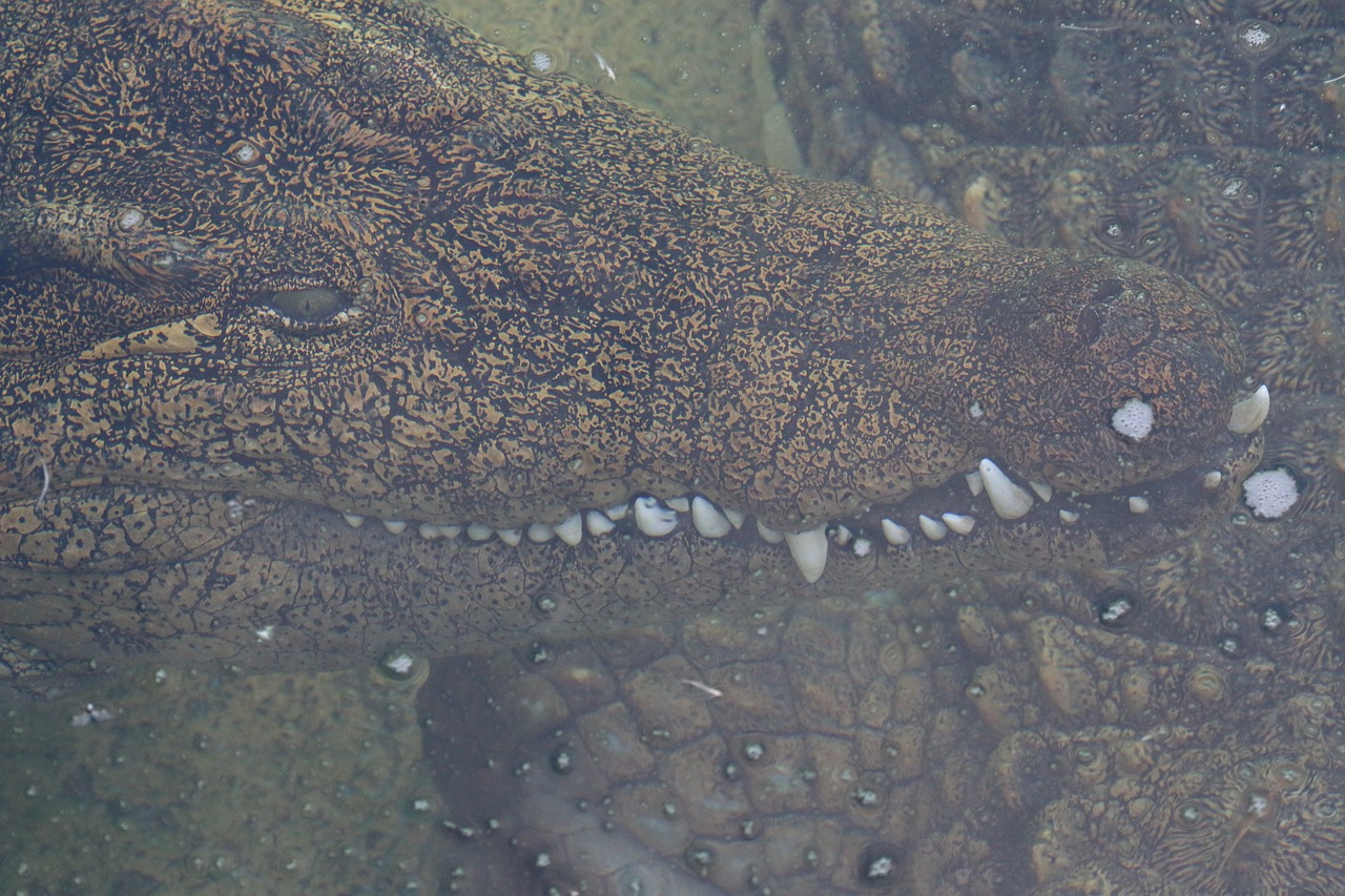 Krokodilas, Aligatorius, Zoologijos Sodas, Pavojingas, Plėšrūnas, Laukinė Gamta, Ropliai, Žandikauliai, Dantys, Galingas