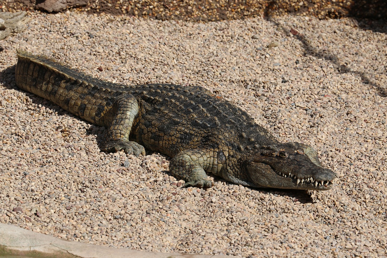 Krokodilas, Aligatorius, Zoologijos Sodas, Pavojingas, Plėšrūnas, Laukinė Gamta, Ropliai, Žandikauliai, Dantys, Galingas