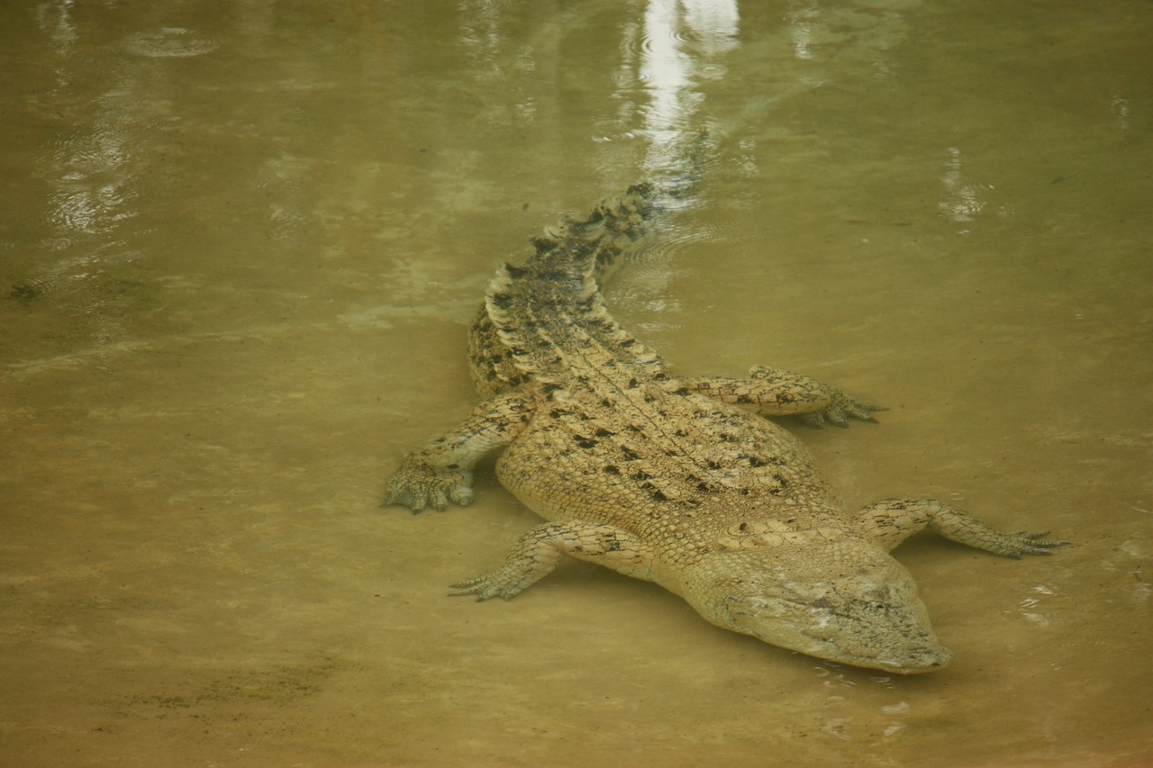 Krokodilas, Laukiniai, Gimtoji, Vanduo, Povandeninis, Australia, Nemokamos Nuotraukos,  Nemokama Licenzija