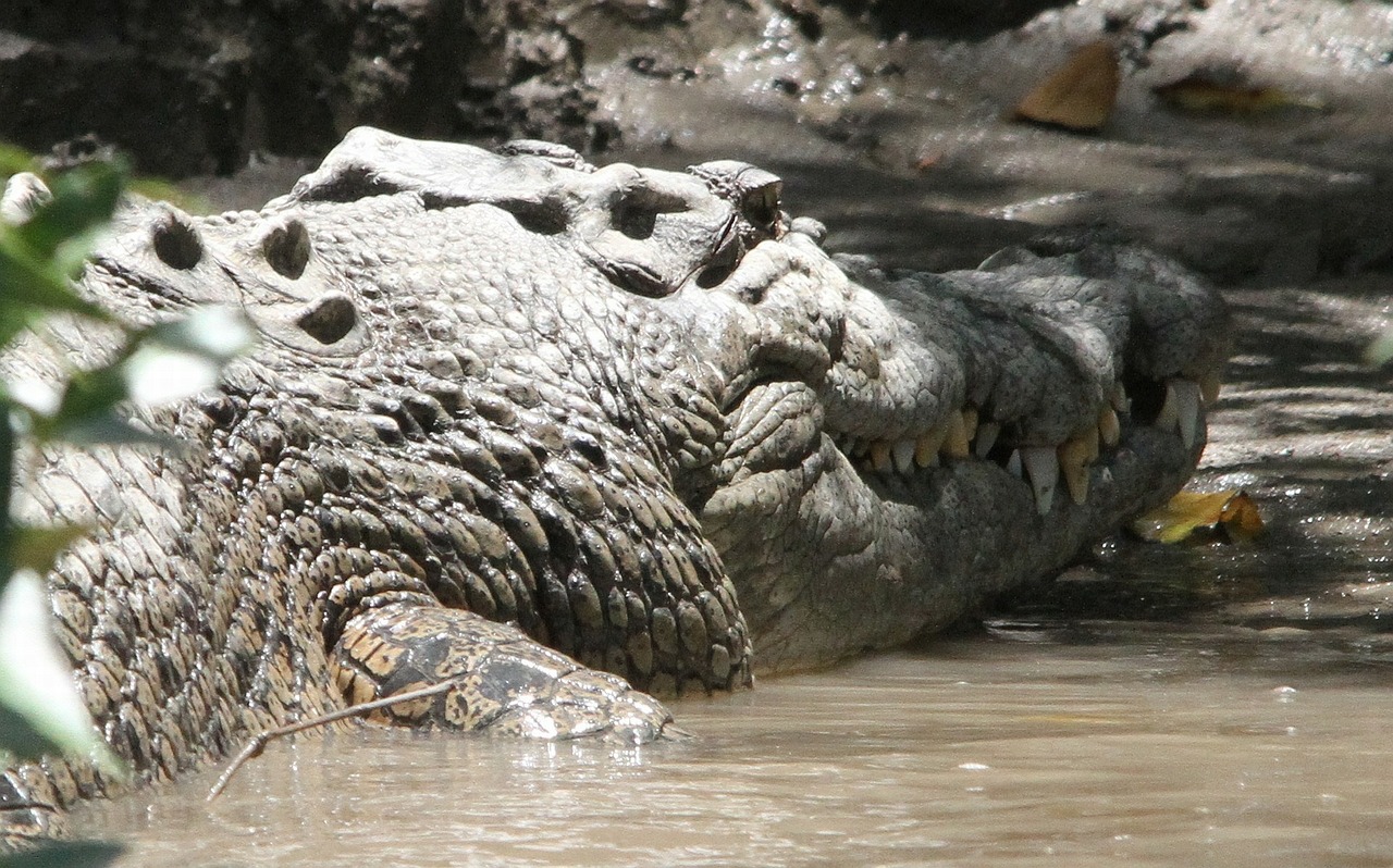 Krokodilas, Rezervas, Plėšrūnas, Dantis, Gyvūnų Pasaulis, Vakarų Australija, Australia, Auksinė Pakrantė, Nemokamos Nuotraukos,  Nemokama Licenzija