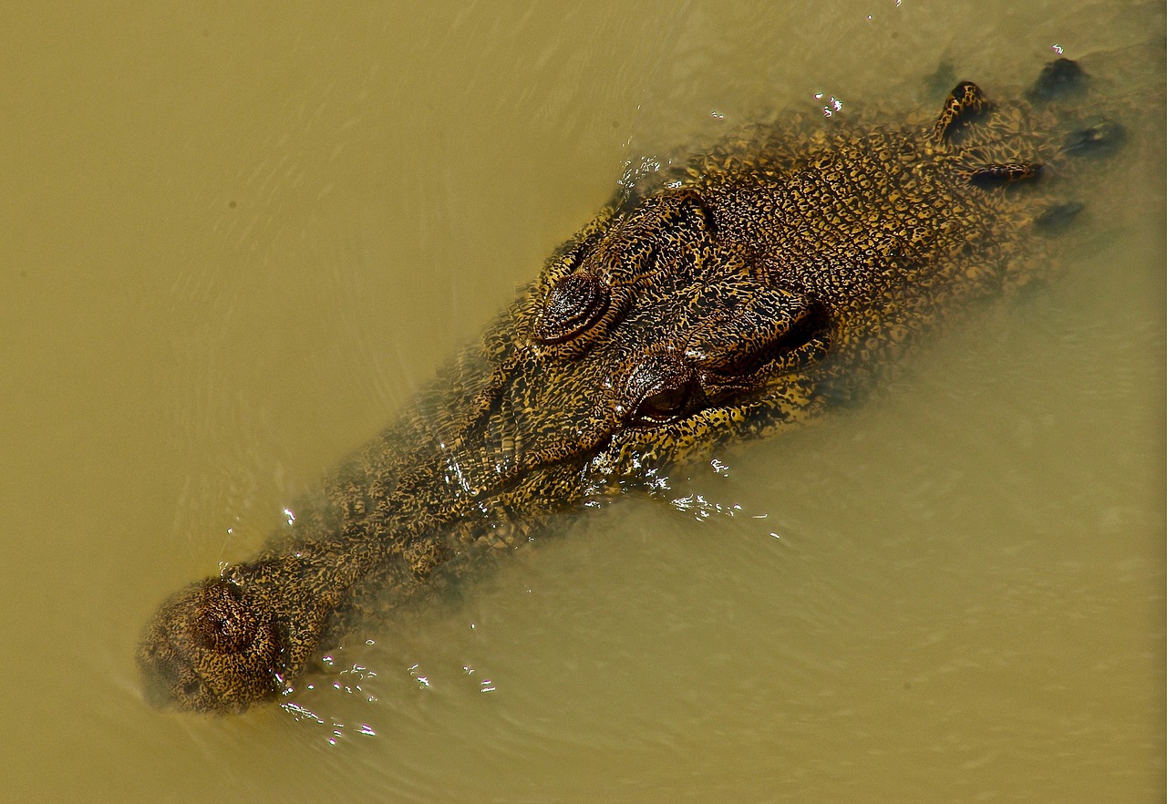 Krokodilas, Gėlo Vandens, Ropliai, Plėšrūnas, Australia, Laukinė Gamta, Pavojus, Vandens, Dantys, Nemokamos Nuotraukos