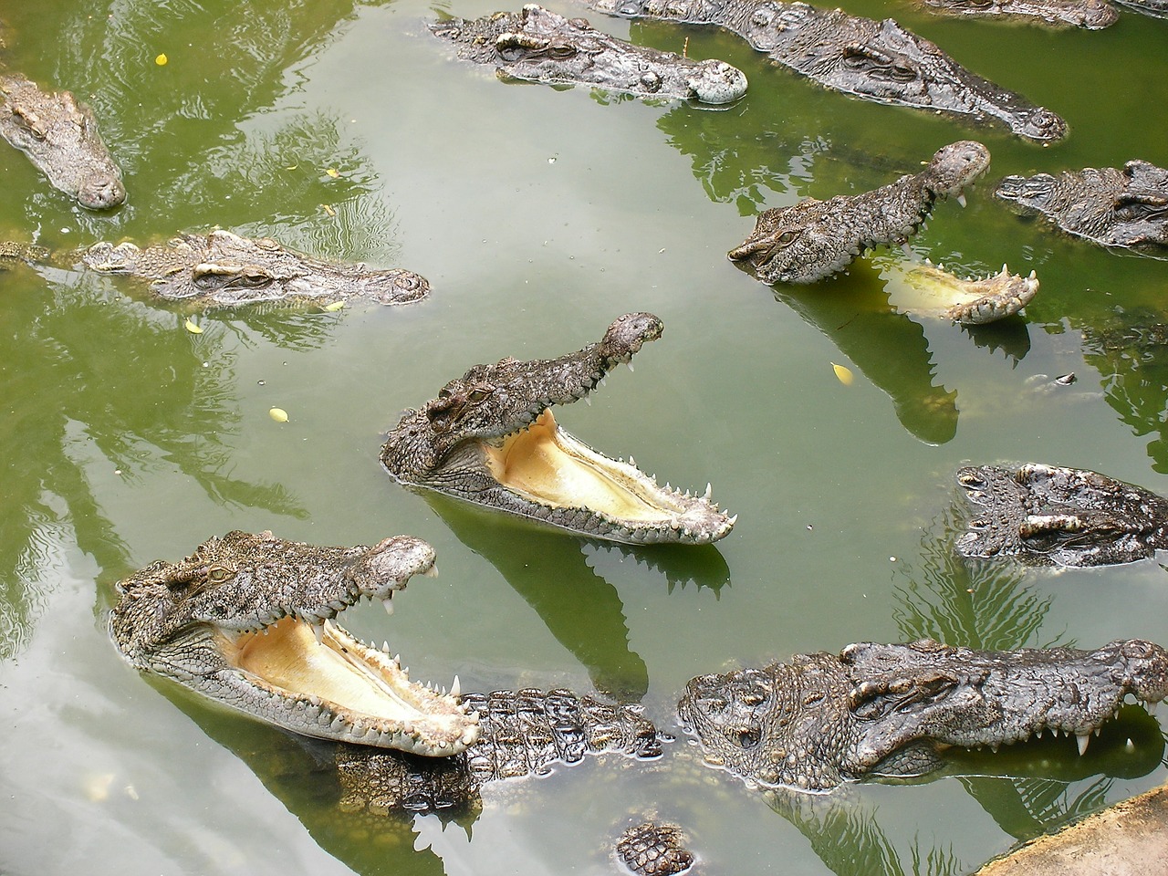 Krokodilas, Burna, Pietūs, Tailandas, Pasirengimas, Pelkė, Grasinimas, Trys Riebūs Vyrai, Kas Yra Pirmas, Yra Daug Iš Mūsų