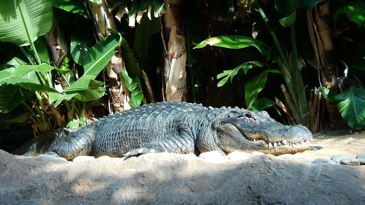 Krokodilas, Ropliai, Saurópsidos, Archosaurai, Nemokamos Nuotraukos,  Nemokama Licenzija