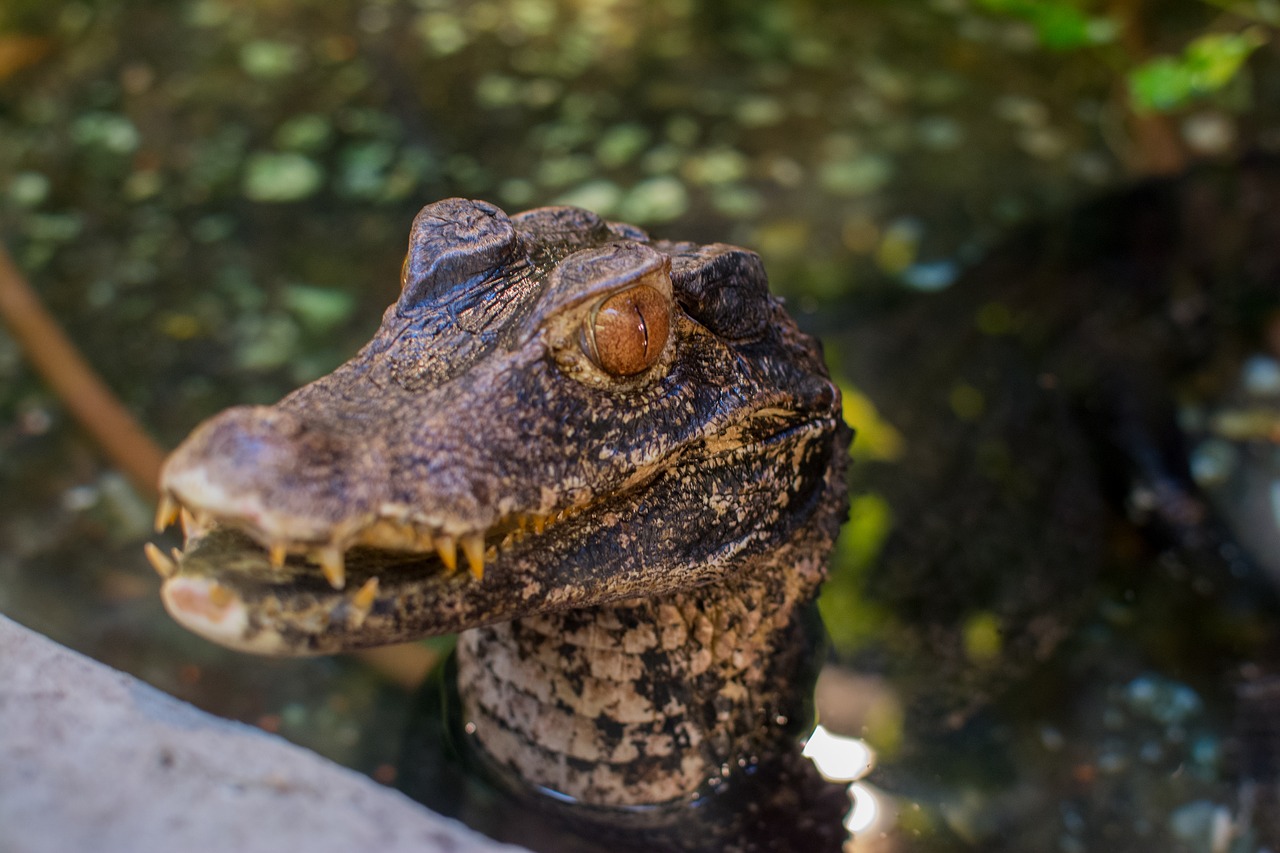 Krokodilas, Gyvūnai, Ropliai, Gamta, Plėšrūnas, Aligatorius, Pavojingas, Dantis, Nemokamos Nuotraukos,  Nemokama Licenzija