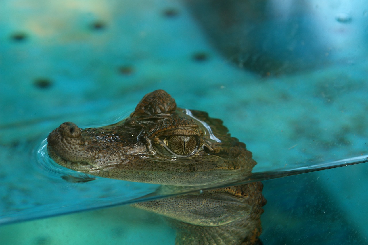 Krokodilas, Kubinių Krokodilas, Akvariumas, Ropliai, Plaukai, Nemokamos Nuotraukos,  Nemokama Licenzija