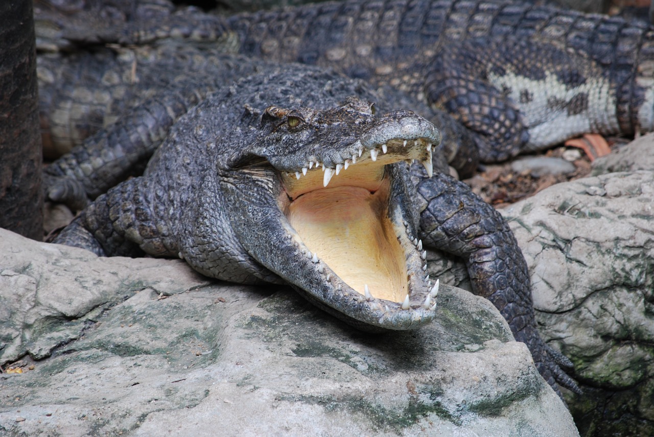 Krokodilas, Zoologijos Sodas, Burna, Gyvūnai, Pa, Gamta, Miškai, Nemokamos Nuotraukos,  Nemokama Licenzija