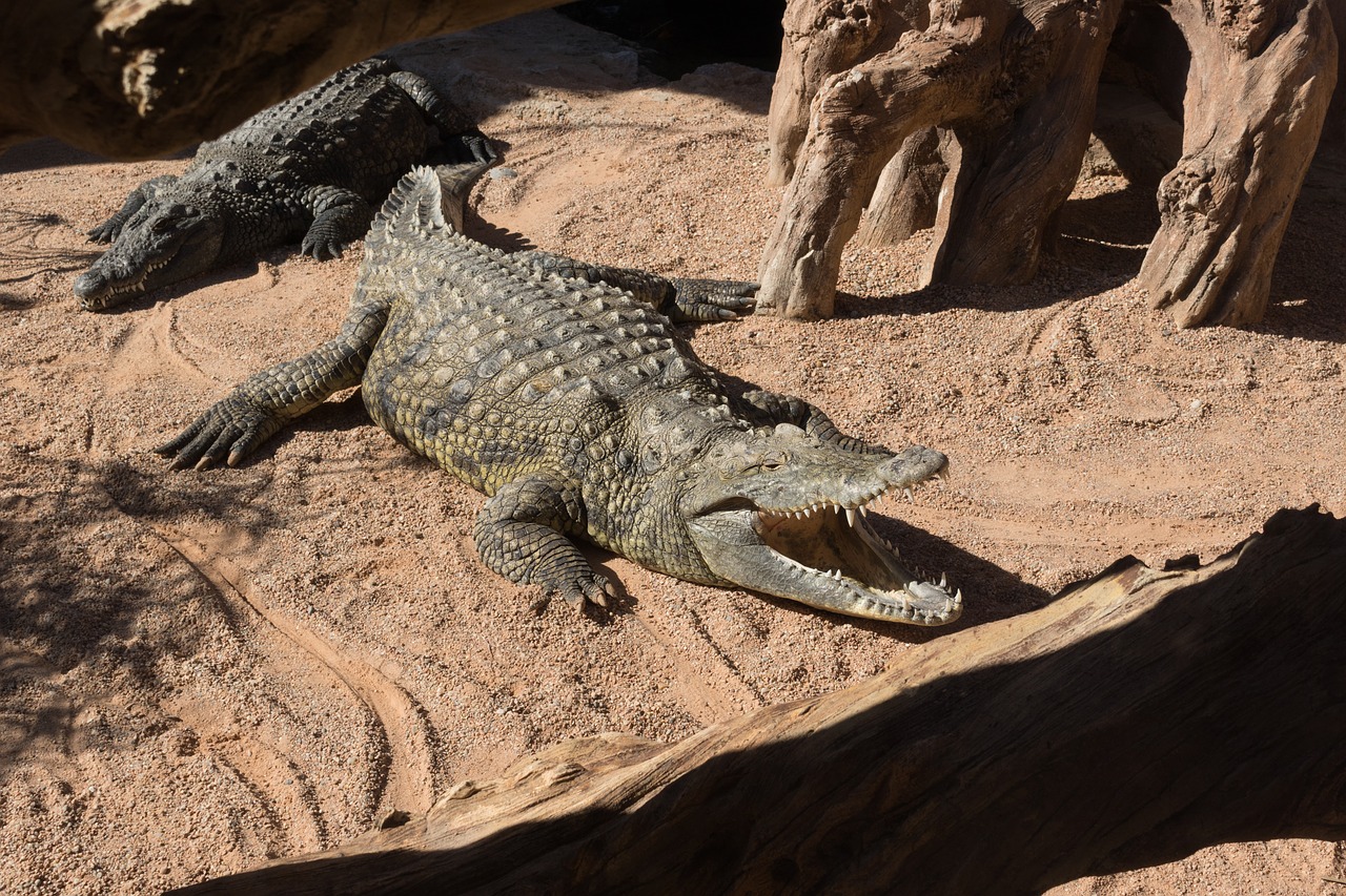 Krokodilas, Gyvūnas, Rizika, Ropliai, Aligatorius, Skalė, Plėšrūnas, Pavojingas, Zoologijos Sodas, Dantis