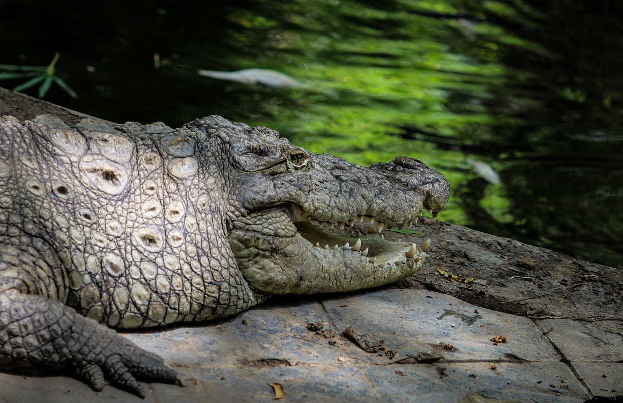 Крокодил это пресмыкающееся животное. Дикие животные крокодил. Крокодил в тропическом лесу. Морда крокодила. Животные тропиков крокодил.