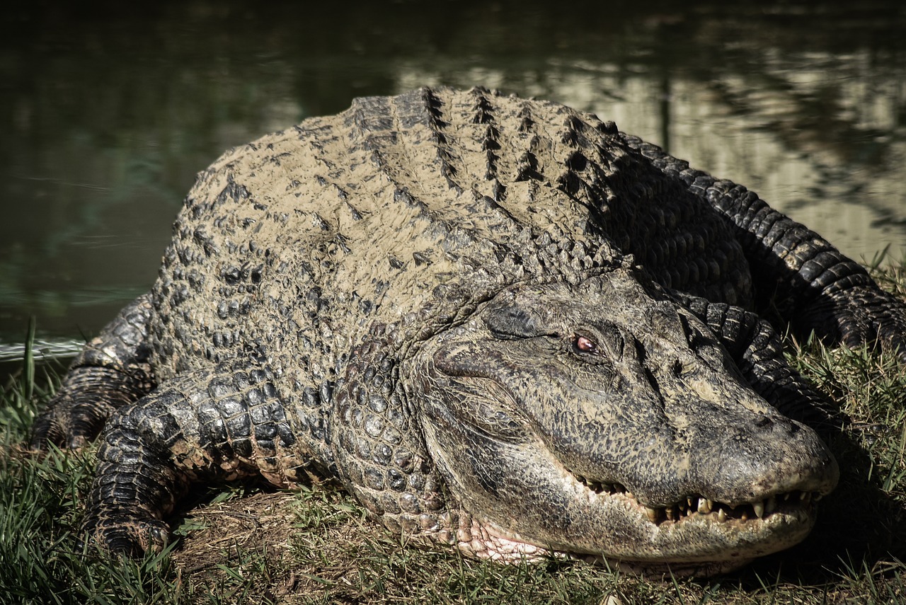 Krokodilas, Aligatorius, Gyvūnas, Nemokamos Nuotraukos,  Nemokama Licenzija