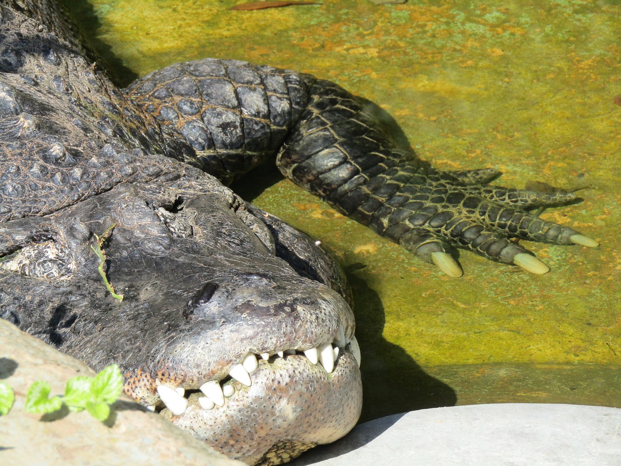 Krokodilas, Dantys, Gyvūnas, Zoologijos Sodas, Galva, Nemokamos Nuotraukos,  Nemokama Licenzija