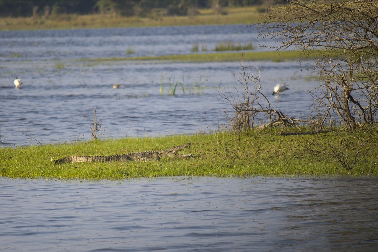 Krokodilas, Aligatorius, Ropliai, Vanduo, Gyvūnas, Laukinė Gamta, Nemokamos Nuotraukos,  Nemokama Licenzija