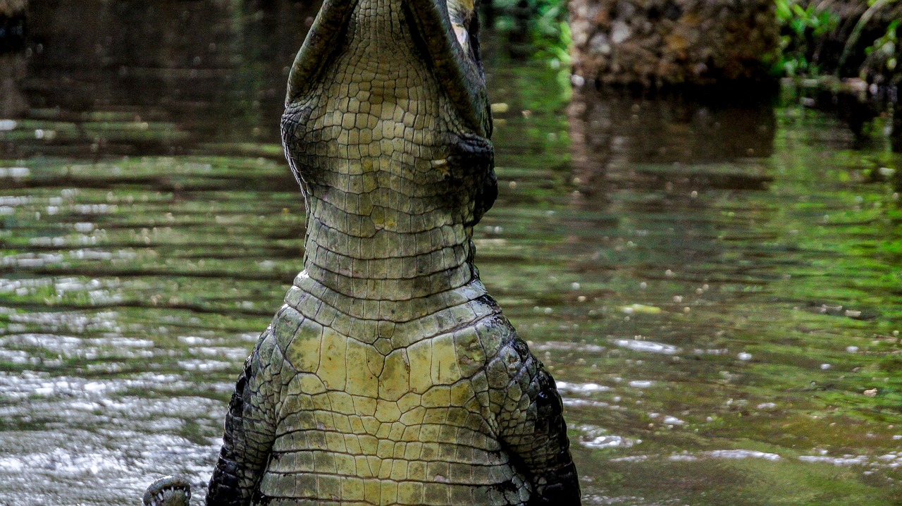 Krokodilas, Vanduo, Krūtinė, Gamta, Laukiniai, Laukinė Gamta, Kenya, Mombasa, Dayoutke, Afrika