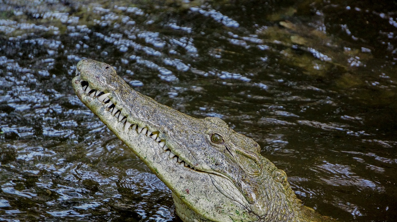 Krokodilas, Gamta, Laukiniai, Laukinė Gamta, Kenya, Mombasa, Dayoutke, Afrika, Afrika, Nemokamos Nuotraukos