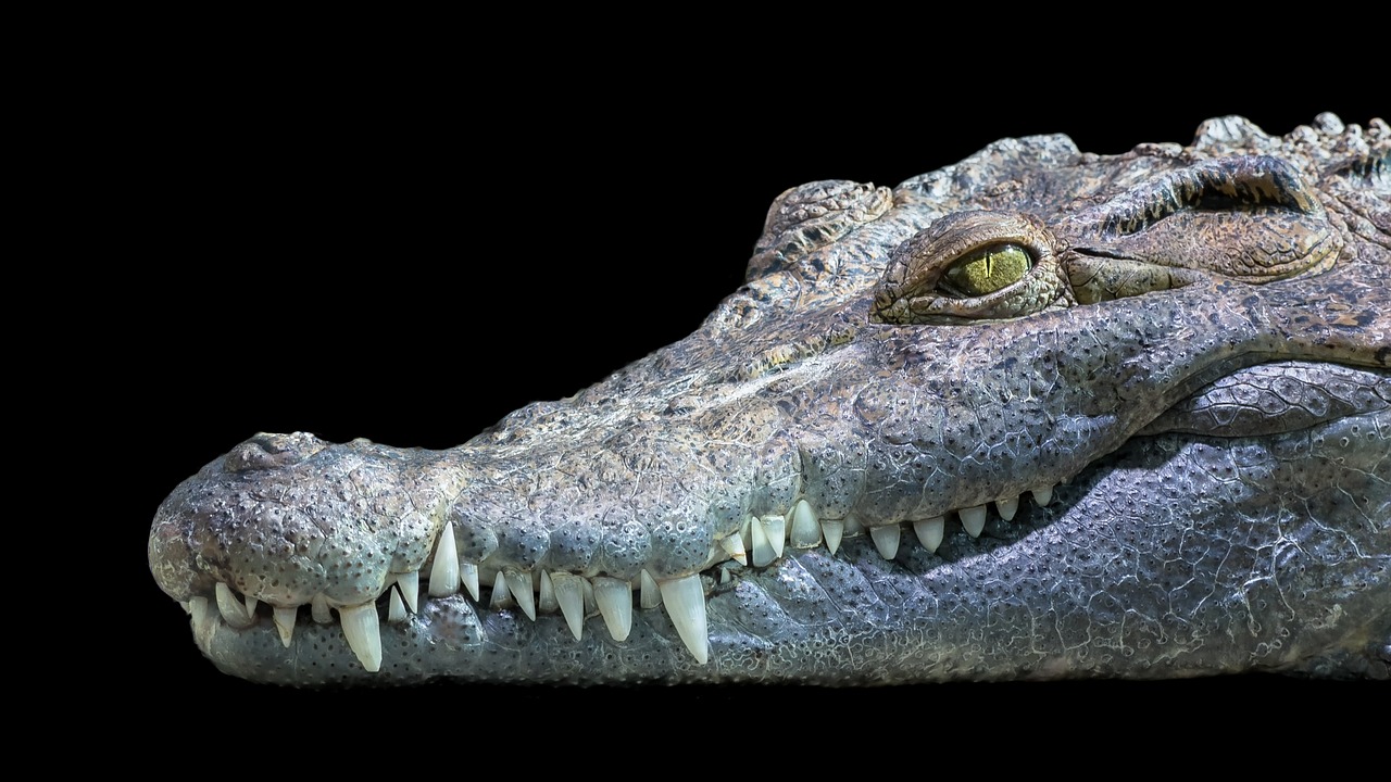 Krokodilas, Filipinai, Gėlo Vandens, Filipinų Krokodilas, Ropliai, Gyvūnas, Crocodylus Mindorensis, Galva, Uždaryti, Izoliuotas