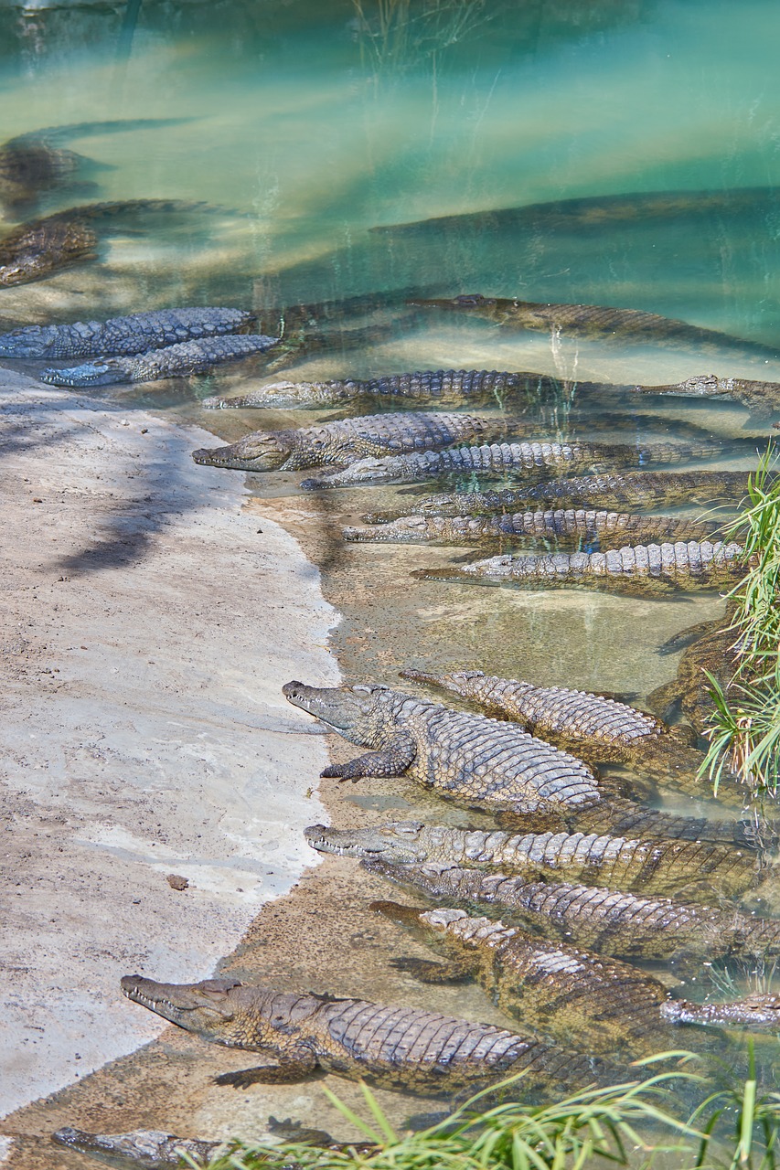 Krokodilas, Aligatorius, Pavojingas, Vanduo, Plėšrūnas, Dantis, Upė, Pasislėpęs, Ropliai, Rizika