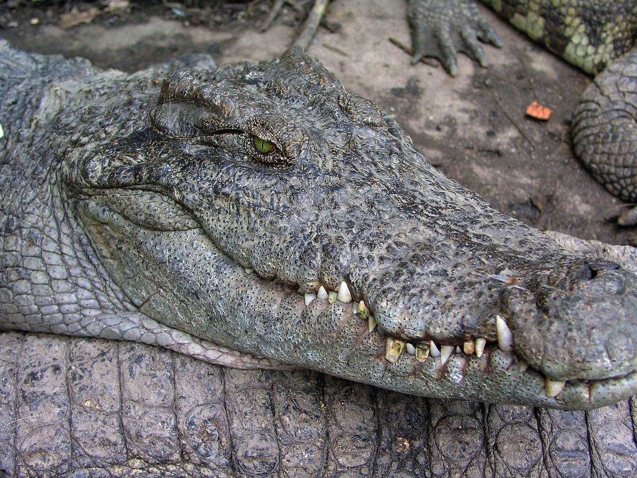 Krokodilas, Driežas, Gyvūnai, Kambodža, Kelionė, Asija, Nemokamos Nuotraukos,  Nemokama Licenzija