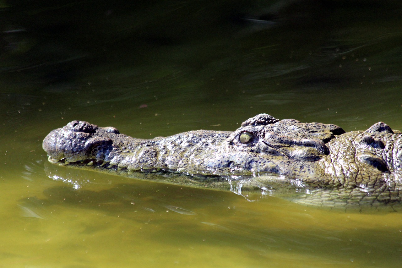 Krokodilas,  Vandens Telkinys,  Pobūdį,  Roplys,  Ostrorylyj Krokodilas,  Crocodylus Acutus,  Galva,  Plūdės,  Zoo,  Gyvūnas