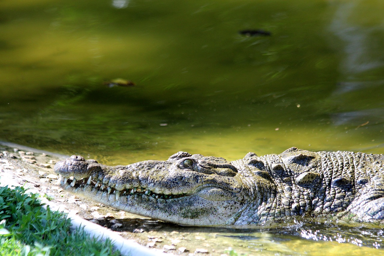 Krokodilas,  Vandens Telkinys,  Pobūdį,  Roplys,  Ostrorylyj Krokodilas,  Crocodylus Acutus,  Galva,  Plūdės,  Zoo,  Gyvūnas