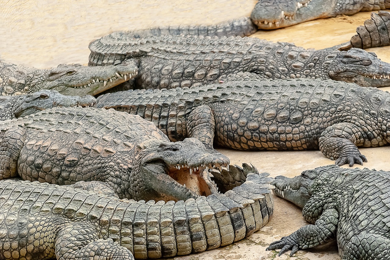 Krokodilas,  Roplys,  Tortie,  Žvynuota,  Padaras,  Pobūdį,  Žalias,  Galva,  Tropical,  Gyvūnai